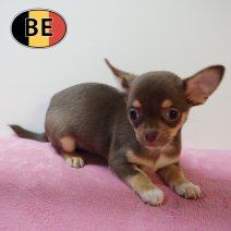 Chihuahua 070226 F (BE1669) 080426.JPG