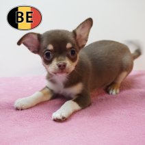 Chihuahua 070226 F (BE2339) 080426.JPG