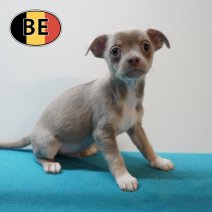 Chihuahua 070226 M (BE2002) 080426.JPG