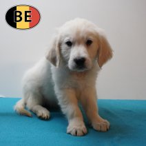 Golden Retriever 010226 M (BE9001) 080426.JPG