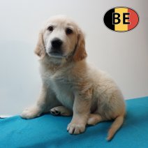 Golden Retriever 300126 M (BE9155) 080426.JPG