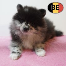 Keesje 100226 F (BE1925) 080426.JPG