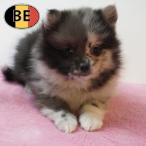 Keesje 100226 F (BE3735) 080426.JPG