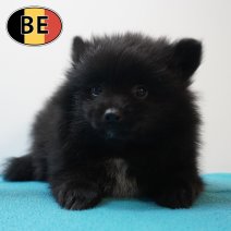 Keesje 100226 M (BE2093) 080426.JPG