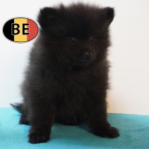 Keesje 100226 M (BE4047) 080426.JPG