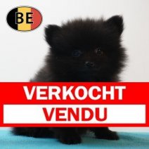 Keesje 100226 M (BE2408) 080426 Verkocht - Vendu.jpg