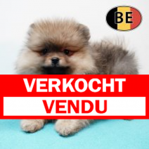 Dwergkees 151025 M (BE6163) 300126.verkocht-vendu.png