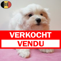 Maltezer 190126 F(BE6040) 250326.verkocht-vendu.png