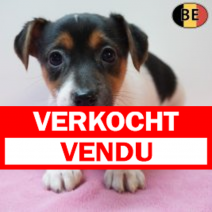 Jack Russell 280126 F(BE5990) 250326.verkocht-vendu.png