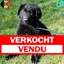 Duitse Herder Langhaar 021225 M(BE6102) 250226 Verkocht - Vendu.jpg