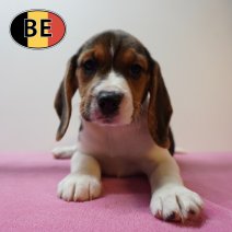 Beagle 100226 F (BE5964) 100426.JPG