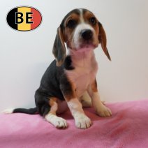 Beagle 100226 F (BE5988) 100426.JPG