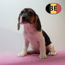 Beagle 100226 F (BE6004) 100426.JPG