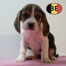 Beagle 100226 F (BE6012) 100426.JPG