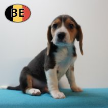 Beagle 100226 M (BE5960) 100426.JPG