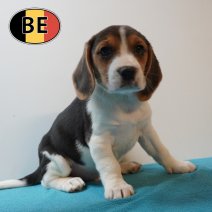 Beagle 100226 M (BE5980) 100426.JPG