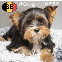 Yorkshire Marty 291025 M(BE1266) 100426.JPG