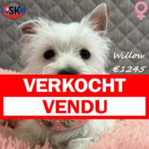 West Highland White Terrier Willow 271025 F(SK0948) 180326.verkocht-vendu.png