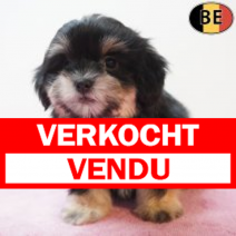Havanezer 020226 F(BE2011) 010426.verkocht-vendu.png