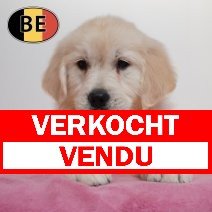 Golden Retriever 010226 F (BE8924) 080426 verkocht - vendu.jpg
