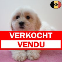 Havanezer 310126 F(BE2012) 010426 verkocht - vendu.jpg