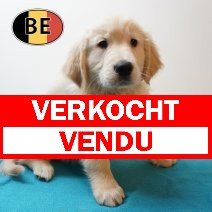Golden Retriever 010226 M (BE9365) 080426 verkocht - vendu.jpg