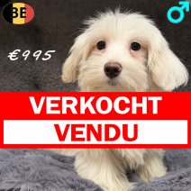 Maltezer 171225 M(BE1168) 310326 verkocht - vendu.jpg