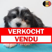 Havanezer 310126 M(BE4902) 010426 verkocht - vendu.jpg