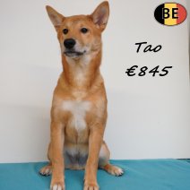 Shiba Inu Tao 261125 M(BE1135) 120426.jpg