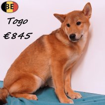 Shiba Inu Togo 261125 M(BE1183) 120426.jpg