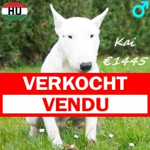 Mini Bull Terrier Kai 010925 M(HU7251) 060426 verkocht - vendu.jpg