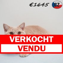 Britse Korthaar 091025 M(CZ9113) 180326 verkocht - vendu.jpg