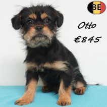 Yorkinese (York X Pekingees) 111225 M(BE5979) 120426.jpg