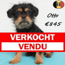 Yorkinese (York X Pekingees) 111225 M(BE5979) 120426.jpg