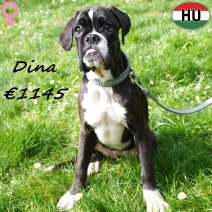 Boxer Dina 041025 F(HU7611) 120426.jpg