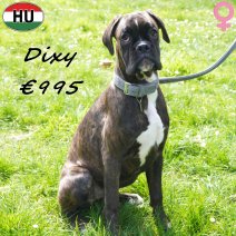 Boxer Dixy 041025 F(HU7612) 120426.jpg