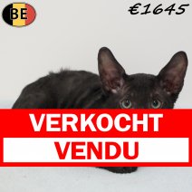 Cornish Rex 180126 M(BE6180) 180326 verkocht - vendu.jpg