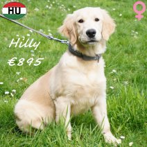 Golden Retriever Hilly 091125 F(HU8677) 120426.jpg