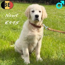 Golden Retriever Newt 161225 M(BE5390) 310326.jpg