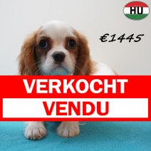 Cavalier King Charles 041125 M(HU2449) 030426 verkocht - vendu.jpg