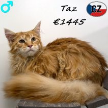 Maine Coon Taz 150925 M(CZ1328) 130426.jpg