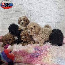 Maltipoo pups (SK) beschikbaar op 100526.jpg