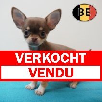 Chihuahua 070226 M (BE0621) 080426 verkocht - vendu.jpg