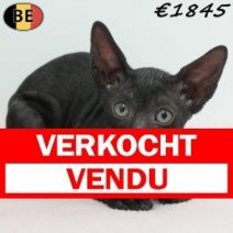Cornish Rex 180126 F(BE6160) 180326 Verkocht - Vendu.jpg