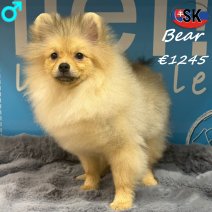 Keesje Bear 181025 M(SK1016) 150426.jpg