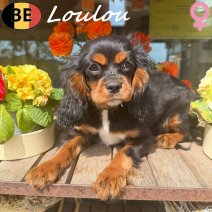 Cavalier King Charles Loulou 011225 F(BE6158) 150426.jpg