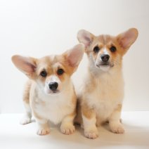 Welsh Corgi