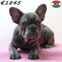 Franse Bulldog 131225 F(HU8764) 150426.jpg