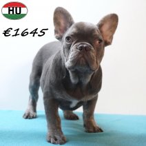 Franse Bulldog 131225 M(HU8765) 150426.jpg