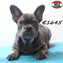 Franse Bulldog 131225 M(HU8766) 150426.jpg